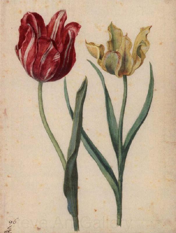 Georg Flegel Two Tulips